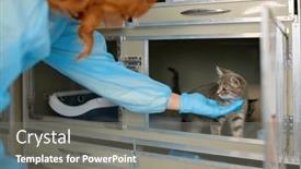  Presentation with housing - Slide deck enhanced with woman-veterinarian-taking-kitten background and a  colored foreground