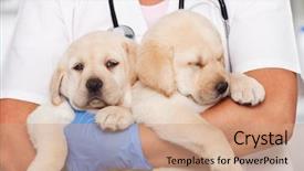  Presentation with veterinary - Colorful slide deck enhanced with woman veterinary healthcare professional holding backdrop and a coral colored foreground