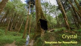  Presentation with giant trees - Presentation with woman-visit-giant-root background and a tawny brown colored foreground
