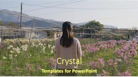  Presentation with lily flower - Audience pleasing PPT theme consisting of woman-visit-hong-kong-lily backdrop and a tawny brown colored foreground