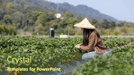  Presentation with strawberry - 