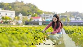  Presentation with strawberry - 