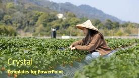  Presentation with strawberry - PPT layouts consisting of woman-visit-organic-strawberry-farm background and a tawny brown colored foreground