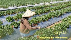  Presentation with strawberry - PPT theme with woman-visit-organic-strawberry-farm background and a tawny brown colored foreground