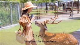  Presentation with farm - Presentation design with woman-visit-sika-deer-farm background and a  colored foreground