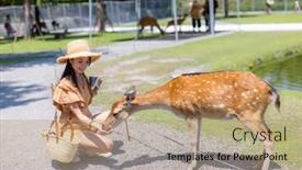  Presentation with farm - Slides enhanced with woman-visit-sika-deer-farm background and a  colored foreground
