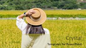  Presentation with rice field - Theme having woman-visit-the-yellow-rice background and a gold colored foreground