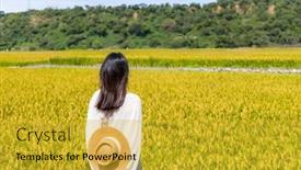  Presentation with rice field - Slide set having woman-visit-the-yellow-rice background and a gold colored foreground