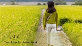  Presentation with rice field - Presentation theme having woman-walk-along-the-rice background and a gold colored foreground