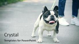  Presentation with dog park - Cool new presentation theme with pasar - woman walking dog in park backdrop and a light gray colored foreground