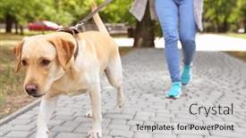  Presentation with lead - Amazing slides having woman walking labrador retriever on lead in park backdrop and a light gray colored foreground