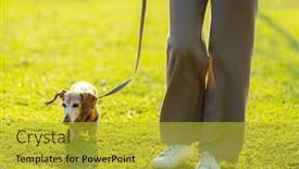  Presentation with dog park - Presentation design consisting of woman-walking-with-her-dachshund background and a gold colored foreground