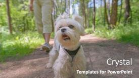  Presentation with dog park - Colorful slide deck enhanced with woman-walking-with-maltese-dog backdrop and a gray colored foreground