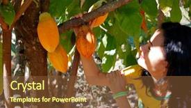  Presentation with fruit tree - Beautiful PPT layouts featuring woman watching the cocoa fruit backdrop and a tawny brown colored foreground