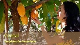  Presentation with cocoa - Colorful PPT theme enhanced with woman watching the cocoa fruit backdrop and a tawny brown colored foreground