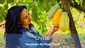  Presentation with cocoa - Cool new theme with woman-watching-the-cocoa-fruit backdrop and a ocean colored foreground