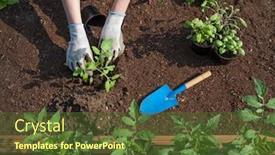  Presentation with vegetable gardening - PPT theme enhanced with woman-wearing-gloves-is-planting background and a tawny brown colored foreground