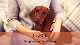  Presentation with dachshund - Amazing PPT theme having woman with cute dachshund puppy backdrop and a red colored foreground
