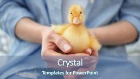  Presentation with ugly duckling - PPT layouts with woman with cute funny duckling background and a ocean colored foreground