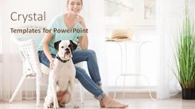 Presentation with boxer dog - PPT theme having woman with cute white boxer dog indoors pet adoption background and a sky blue colored foreground