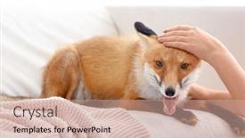  Presentation with fox - Beautiful PPT theme featuring woman with pet fox indoors closeup backdrop and a coral colored foreground