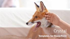  Presentation with fox - Audience pleasing slide set consisting of woman with pet fox indoors closeup backdrop and a coral colored foreground