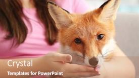  Presentation with fox - Beautiful presentation design featuring woman-with-pet-fox-indoors backdrop and a coral colored foreground