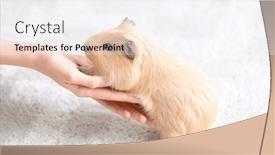  Presentation with guinea pig - Colorful slides enhanced with woman-with-pet-guinea-pig backdrop and a sky blue colored foreground