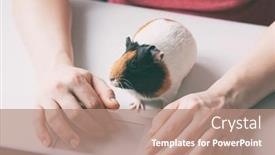  Presentation with guinea pig - Presentation theme enhanced with woman-working-with-laptop background and a coral colored foreground