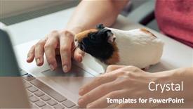  Presentation with guinea pig - Beautiful PPT theme featuring woman-working-with-laptop backdrop and a coral colored foreground