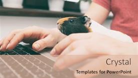  Presentation with guinea pig - Slide set with woman-working-with-laptop background and a lemonade colored foreground