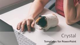  Presentation with guinea pig - Amazing PPT theme having woman-working-with-laptop backdrop and a light gray colored foreground