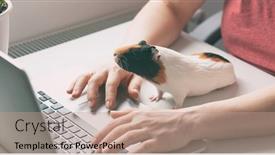  Presentation with guinea pig - PPT theme with woman-working-with-laptop background and a coral colored foreground