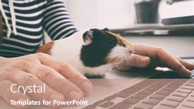  Presentation with guinea pig - Colorful PPT theme enhanced with woman-working-with-laptop backdrop and a coral colored foreground