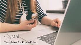  Presentation with guinea pig - Presentation design featuring woman-working-with-laptop background and a soft green colored foreground