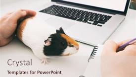  Presentation with guinea pig - PPT theme featuring woman-working-with-laptop background and a lemonade colored foreground