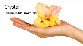  Presentation with hand holding flowers - Slide deck having woman's hand holding background and a sky blue colored foreground