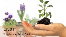  Presentation with seedling - Presentation theme having womans hand holding new springtime seedling with potting pots in the background background is intentionally out of focus background and a coral colored foreground