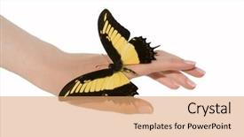  Presentation with butterfly - PPT theme having woman's hands with beautiful butterfly background and a coral colored foreground