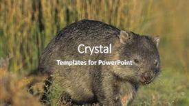  Presentation with field - Presentation design having wombat in field background and a tawny brown colored foreground