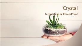  Presentation with hand holding plant - Presentation theme consisting of women hand holding mini succulent background and a cream colored foreground
