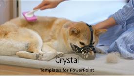  Presentation with brush - Cool new presentation design with women protection domestic voilence - woman brush the shiba inu backdrop and a coral colored foreground