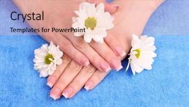  Presentation with chamomile - Amazing PPT theme having women's hands and chamomile flowers on blue background backdrop and a coral colored foreground
