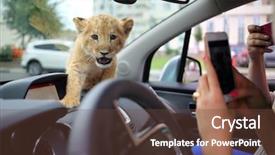  Presentation with animal calf - Cool new presentation theme with women shoot funny lion calf backdrop and a tawny brown colored foreground