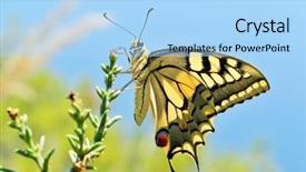  Presentation with echinacea purpurea eastern purple coneflower - Presentation featuring wonderful butterfly - eastern tiger swallowtail background and a light blue colored foreground