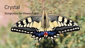  Presentation with eastern - Presentation theme enhanced with wonderful butterfly - eastern tiger swallowtail background and a  colored foreground