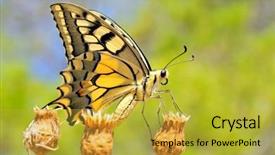  Presentation with winery eastern washington - Amazing presentation having wonderful butterfly - eastern tiger swallowtail backdrop and a  colored foreground