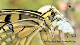  Presentation with eastern - Theme with wonderful butterfly - eastern tiger swallowtail background and a yellow colored foreground