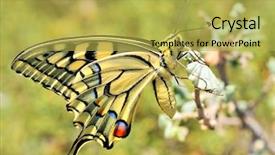  Presentation with save tiger - Colorful PPT layouts enhanced with wonderful butterfly - eastern tiger swallowtail backdrop and a  colored foreground