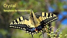  Presentation with school budget tiger - Theme consisting of wonderful butterfly - eastern tiger swallowtail background and a  colored foreground